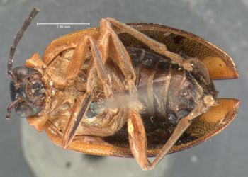 Media type: image; Entomology 19414   Aspect: habitus ventral view